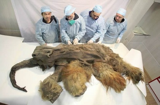 Team Of Scientists Discover Extremely Well Preserved Mammoth In Siberia Weird Cool Dumb