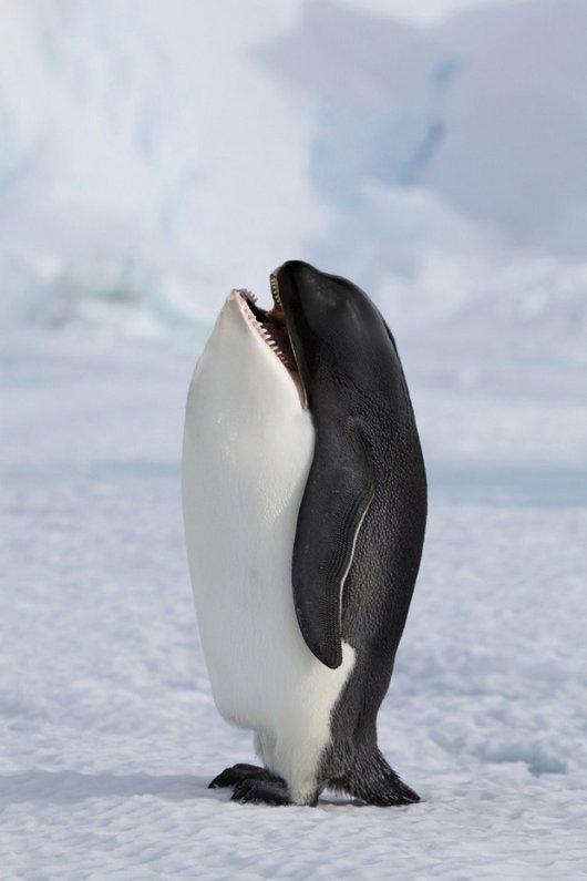 Whaleguin